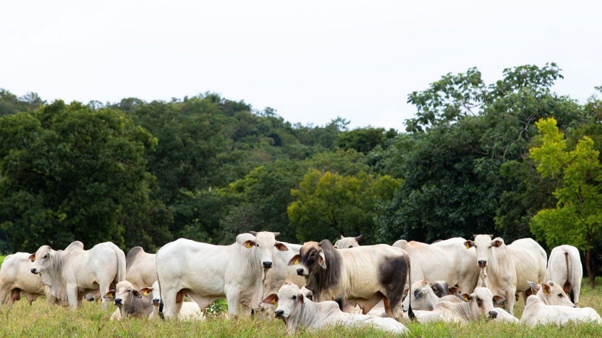 Redução do Metano é Uma Vitória Empresarial para Setor de Alimentos