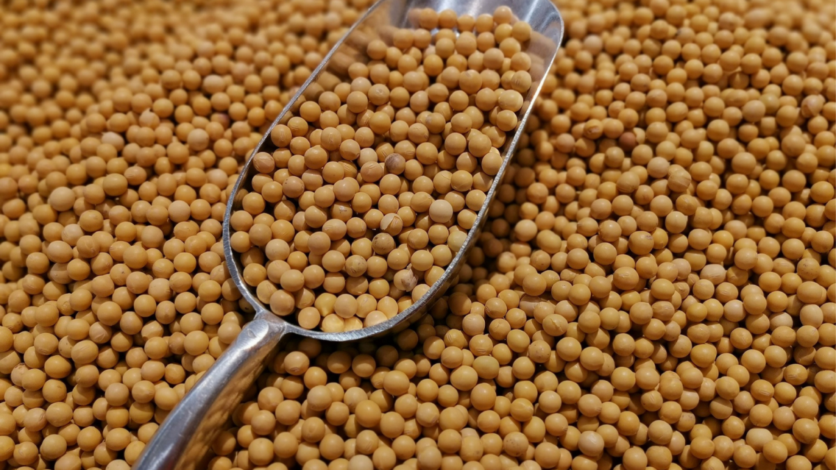Safra 2024/25 de Soja do Brasil Vai Ser Maior por Ganhos de Produtividade