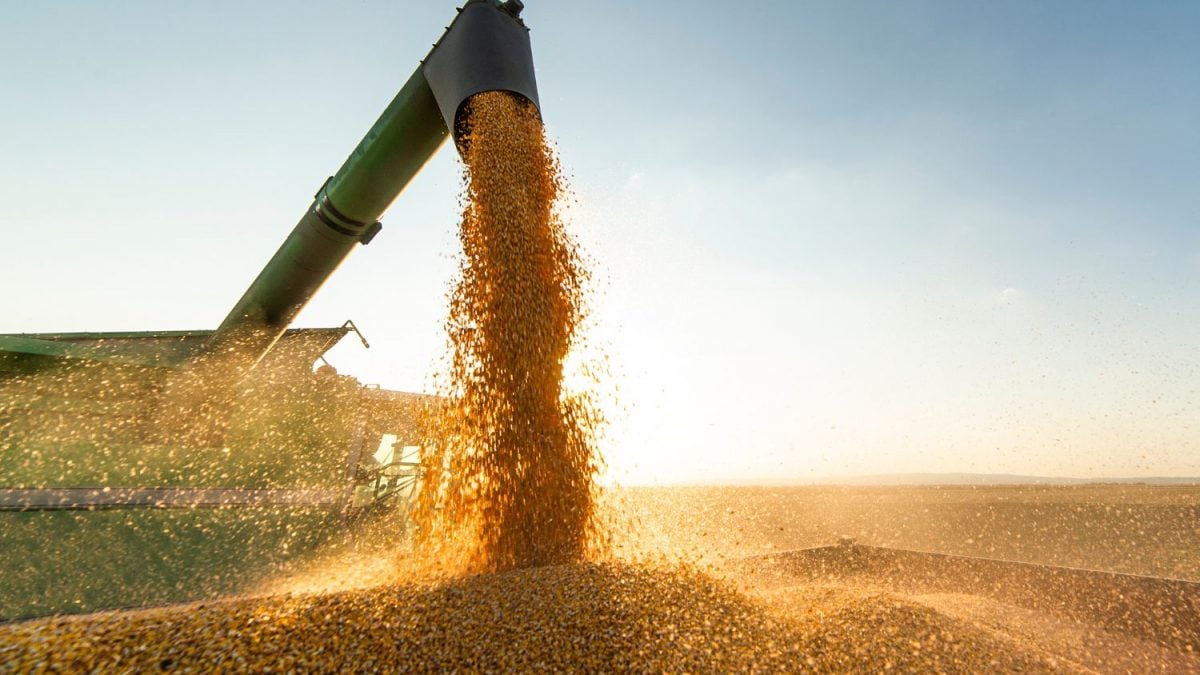 Se o Mato Grosso Fosse Um País, Ele Seria o 4º Maior Produtor de Soja do Mundo
