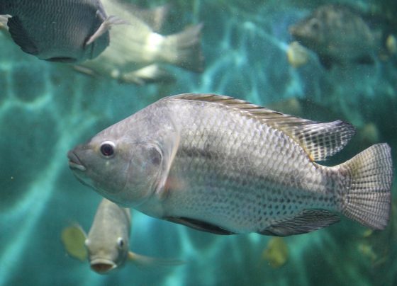 tilápia