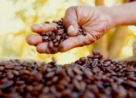 grãos de café