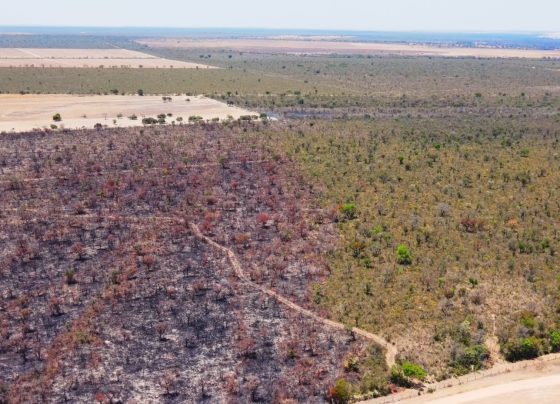Alta frequência de queimadas podem alterar a fitofisionomia do bioma; matopiba, Cerrado