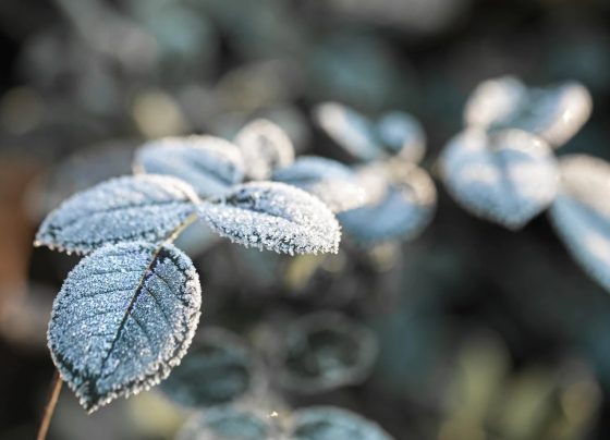 geada previsão do tempo