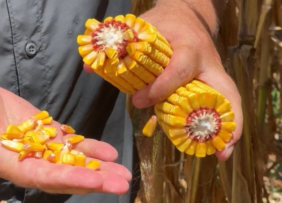 Mais Milho Mafra Santa Catarina Juliano Ambrosini/Canal Rural Mato Grosso