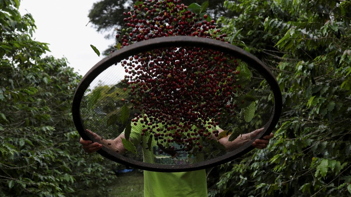 Café Robusta se Recupera em Meio a Preocupações com Oferta