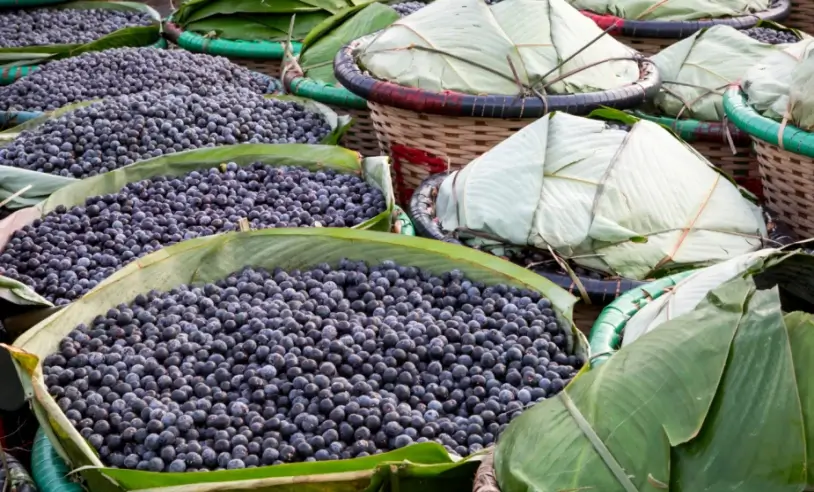 Certificação do ‘Açaí de Feijó’ impulsiona a economia acreana
