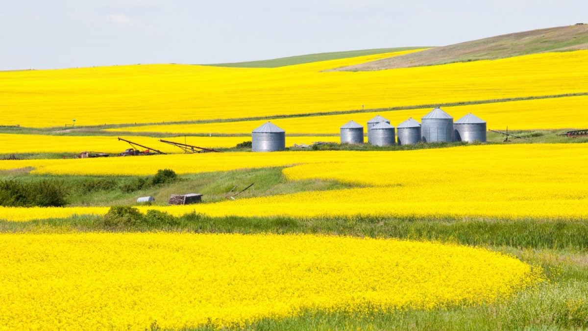 China Aumenta Compras de Farelo de Canola da Índia