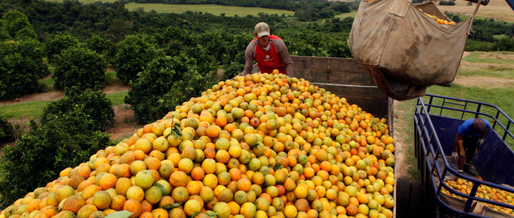 Custo de Exportação de Suco de Laranja Sobe US$ 100 Milhões