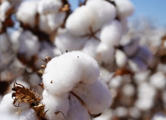 algodão pluma foto israel baumann canal rural mato grosso