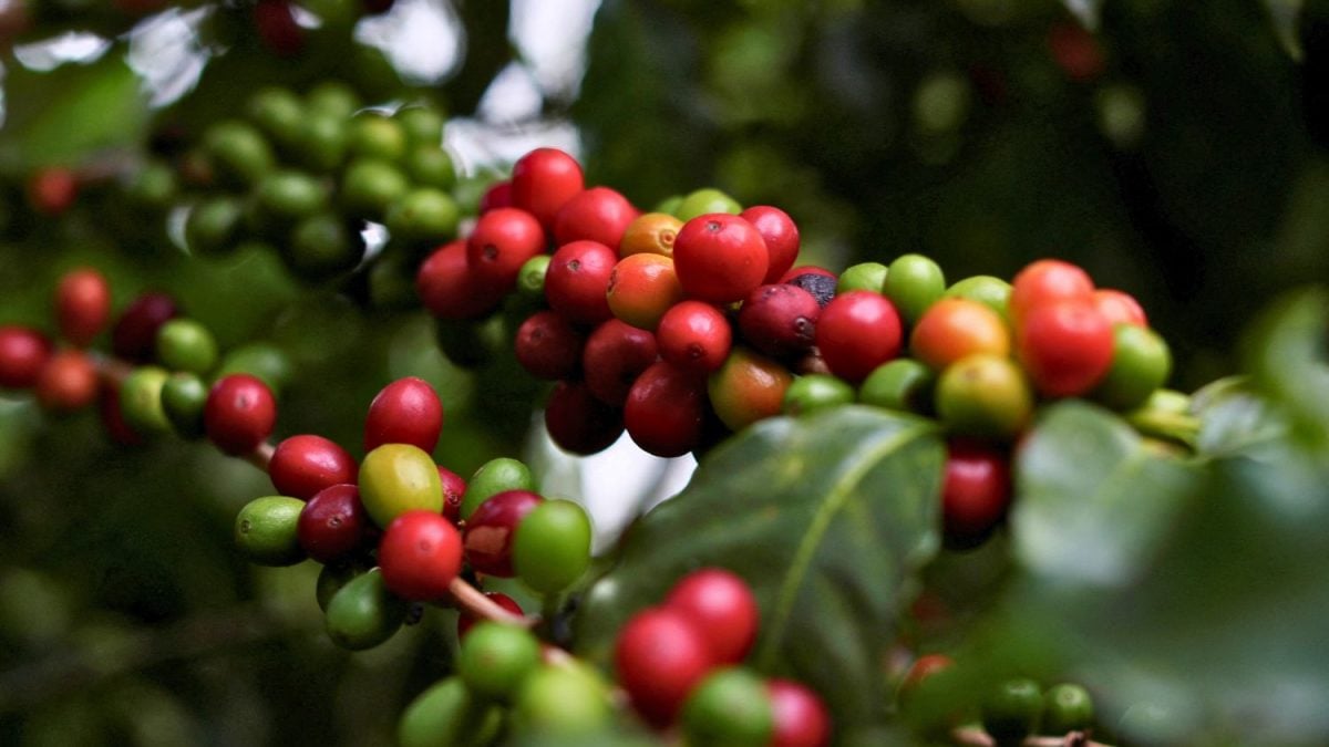 IBGE Eleva Previsão de Safra de Café em 2025, Mas Vê Queda Anual de 5,8%