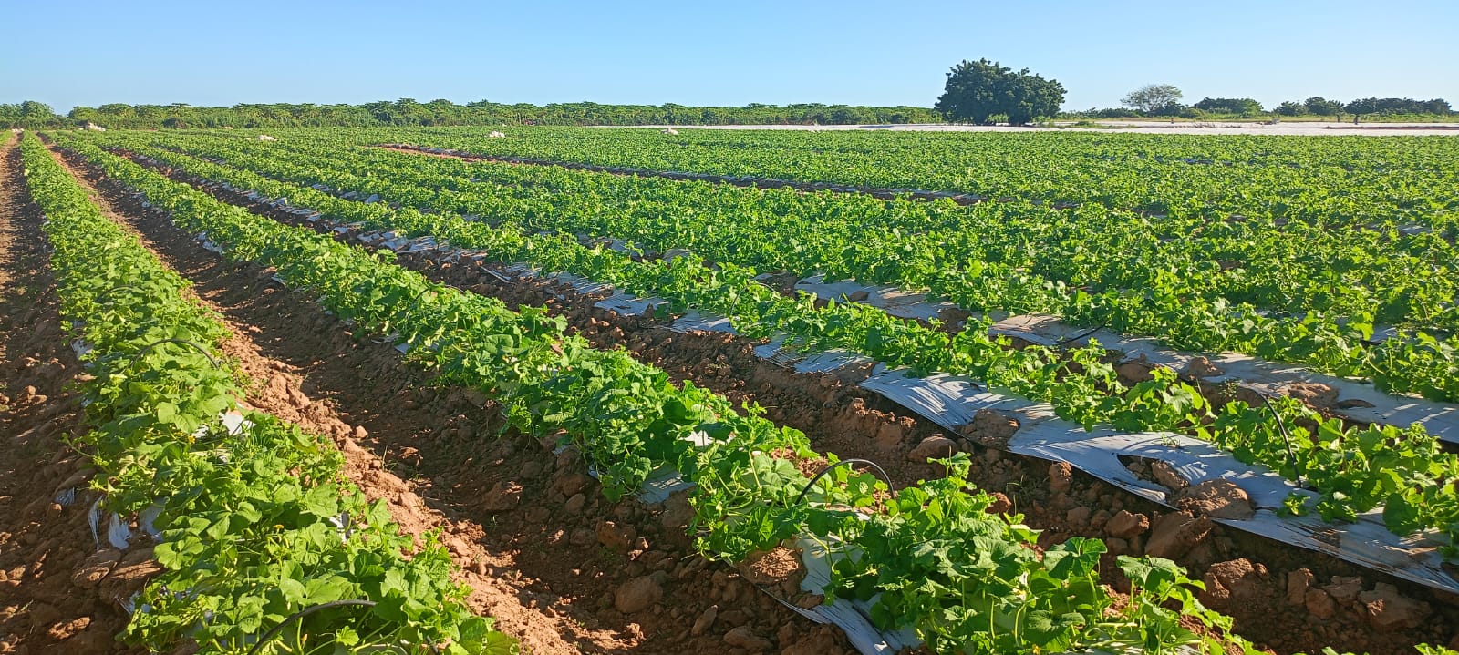 Melão potiguar se destaca no cenário global
