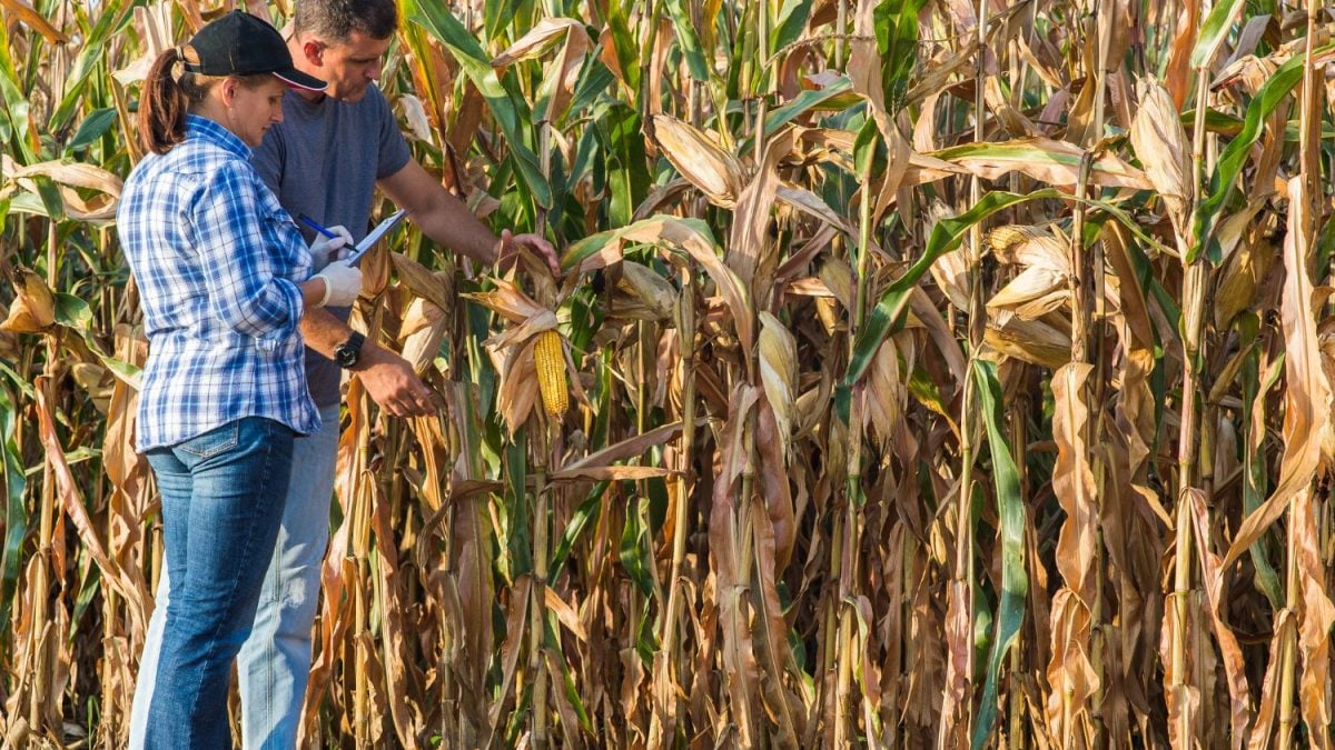 O Produtor Agropecuário Quer — e Precisa — de Serviço de Excelência