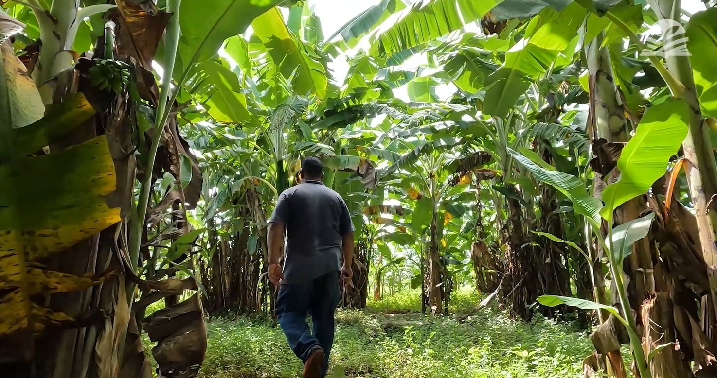 Padeiro sente falta do sítio e volta ao campo para produzir bananas