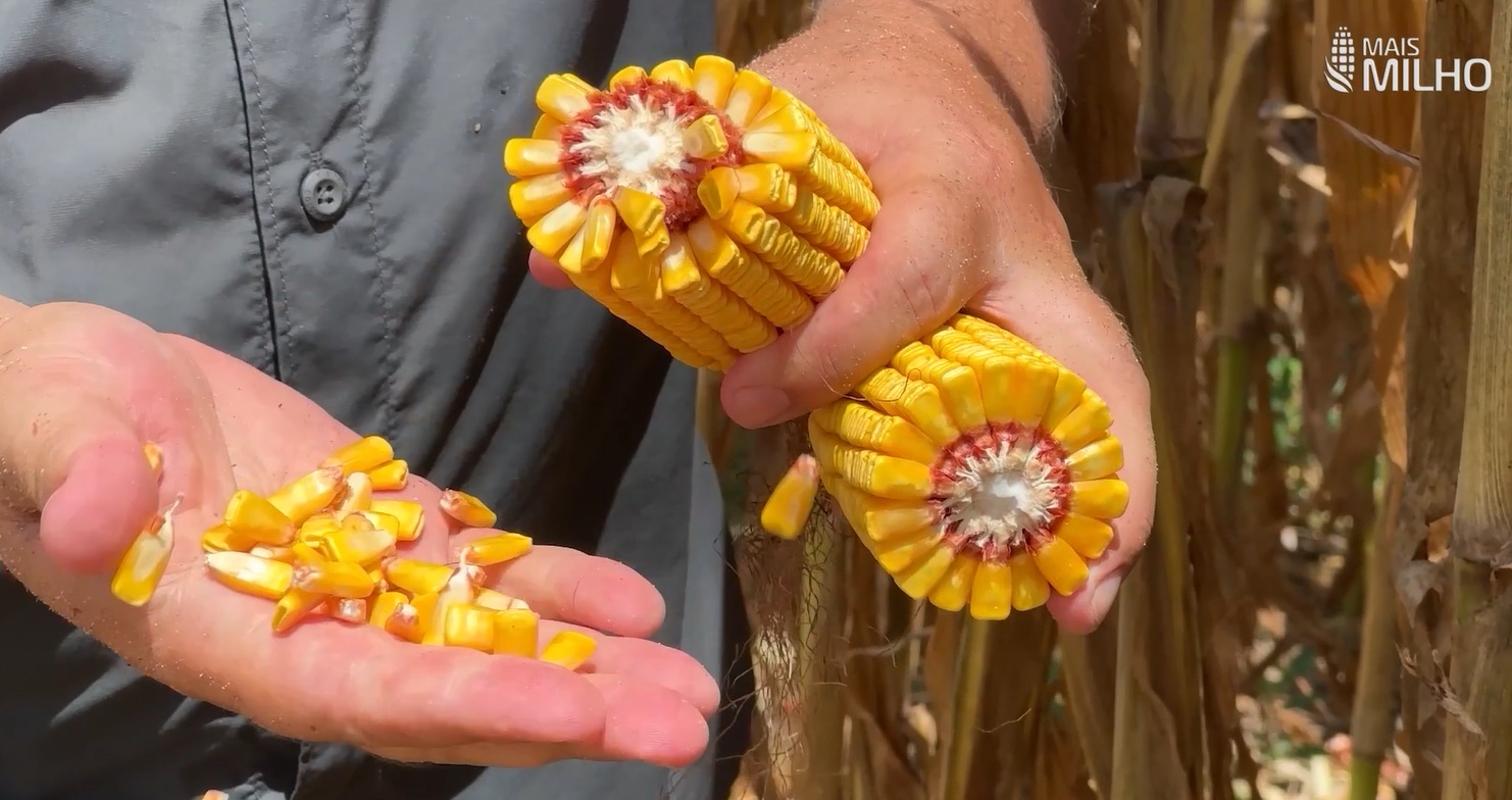 Plantio fora da janela e ataque de lagartas preocupam no milho, alerta Aprosoja Mato Grosso