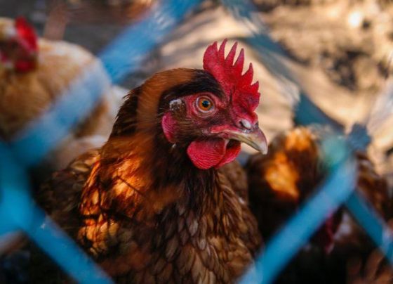 aves, galinha, galo, frango, coronavírus, gripe aviária, lesões