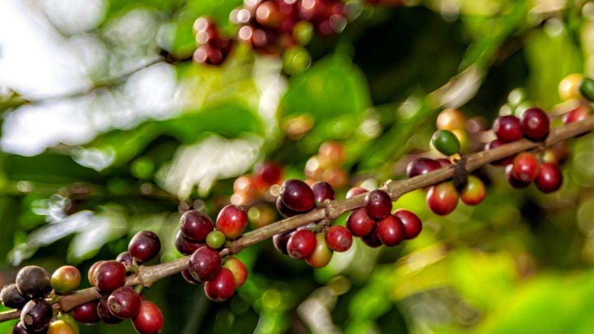 Produção de Café do Brasil Deve Superar Expectativa Inicial