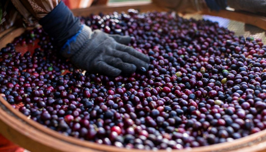 Produtores ampliam exportação de café especial com foco na qualidade e sustentabilidade