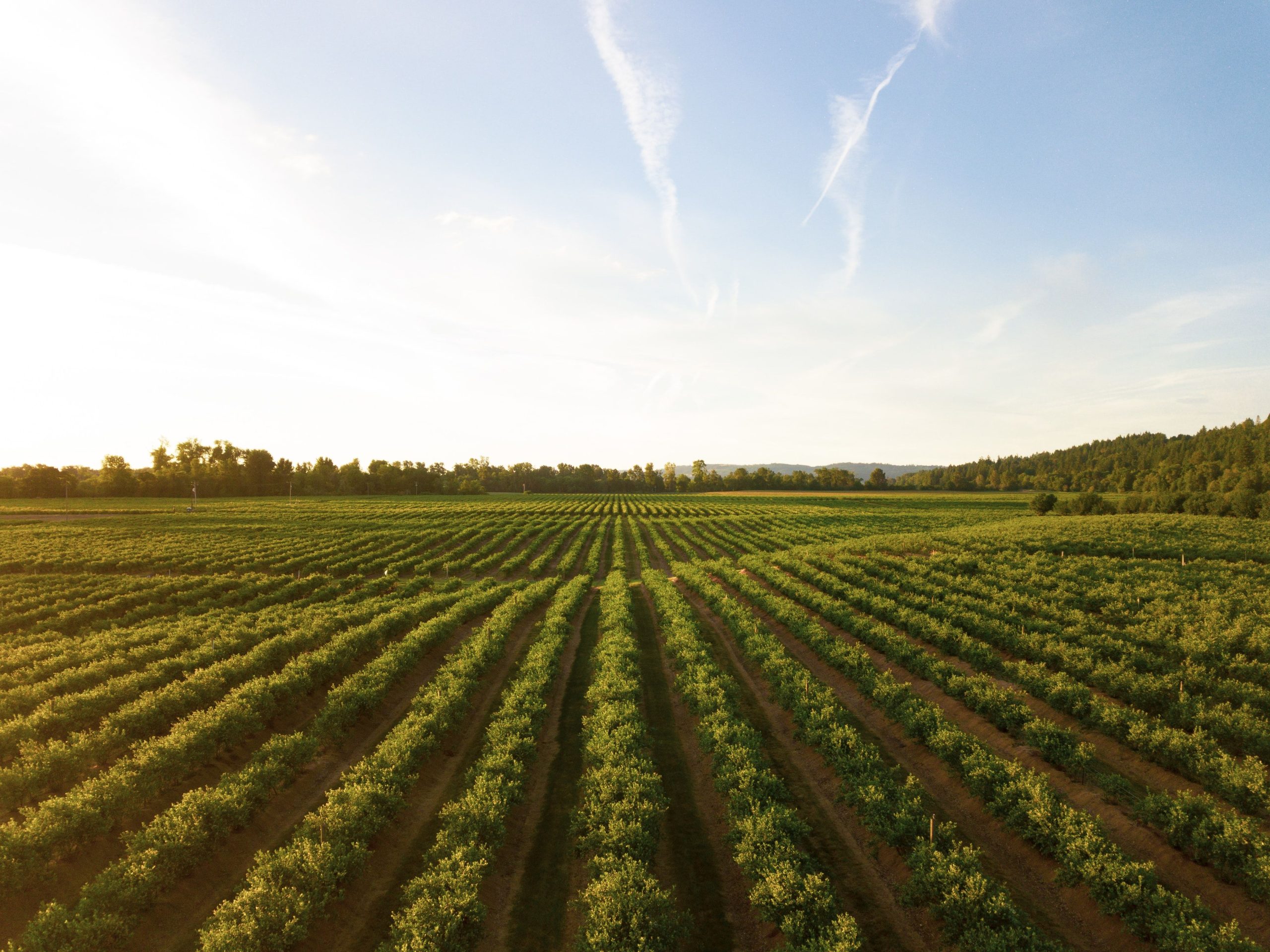 Tarifaço: CNA teme impacto “crítico“ ou “alto“ para 19 produtos do agro