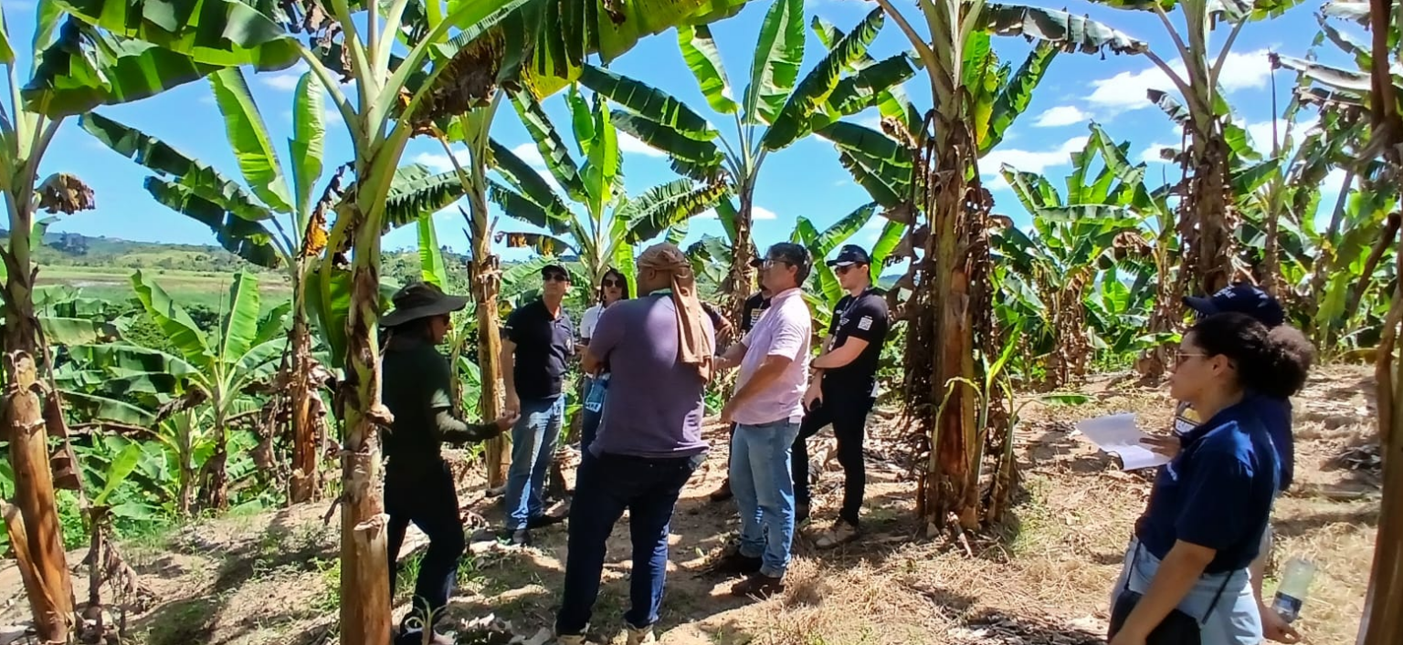 Alagoas intensifica combate à ‘Sigatoka Negra’ que ameaça bananais no estado
