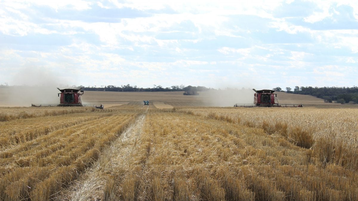 Argentina Começa Plantio de Trigo 2025/26 em Bom Ritmo