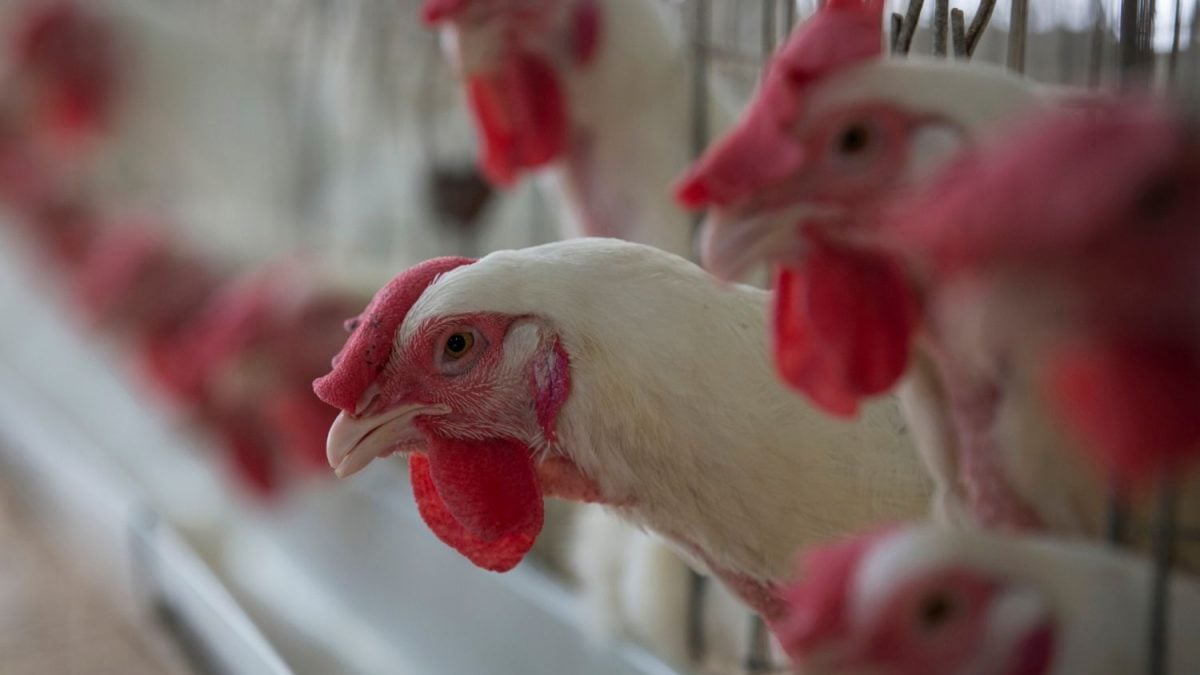 Argentina Suspende Importações de Produtos de Aves do Brasil