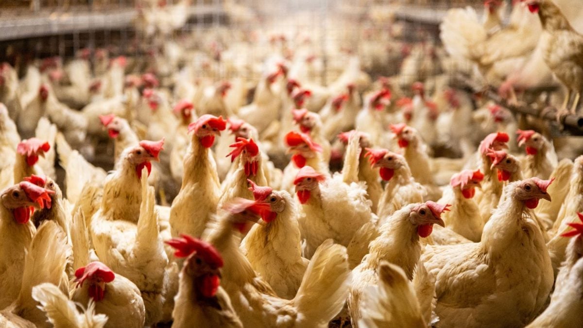 Brasil Descarta 3 Casos Suspeitos de Gripe Aviária