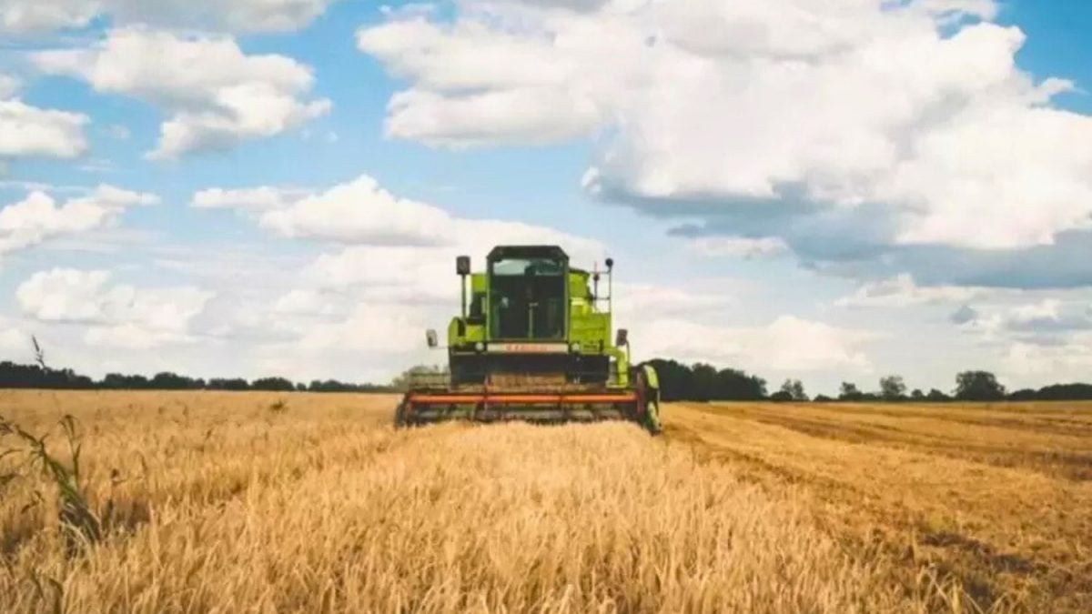 BrasilAgro Reduz Projeção de Sua Safra 24/25 com Menor Produção de Soja e Algodão