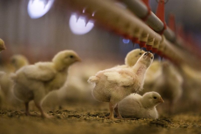 China representa mais de 10% das exportações de carnes de aves brasileiras