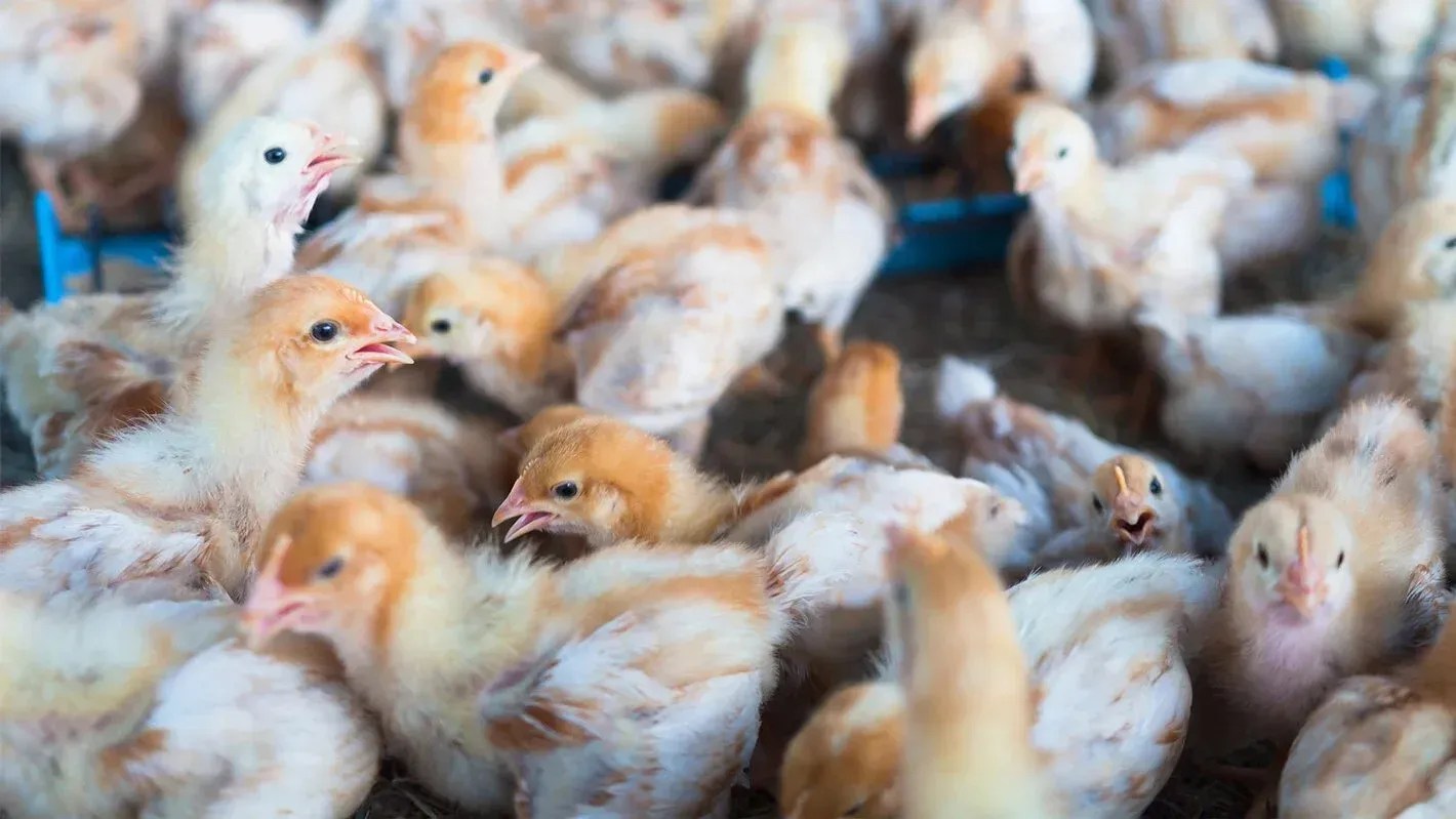 Especialista: gripe aviária atinge granja comercial no Brasil pela 1ª vez