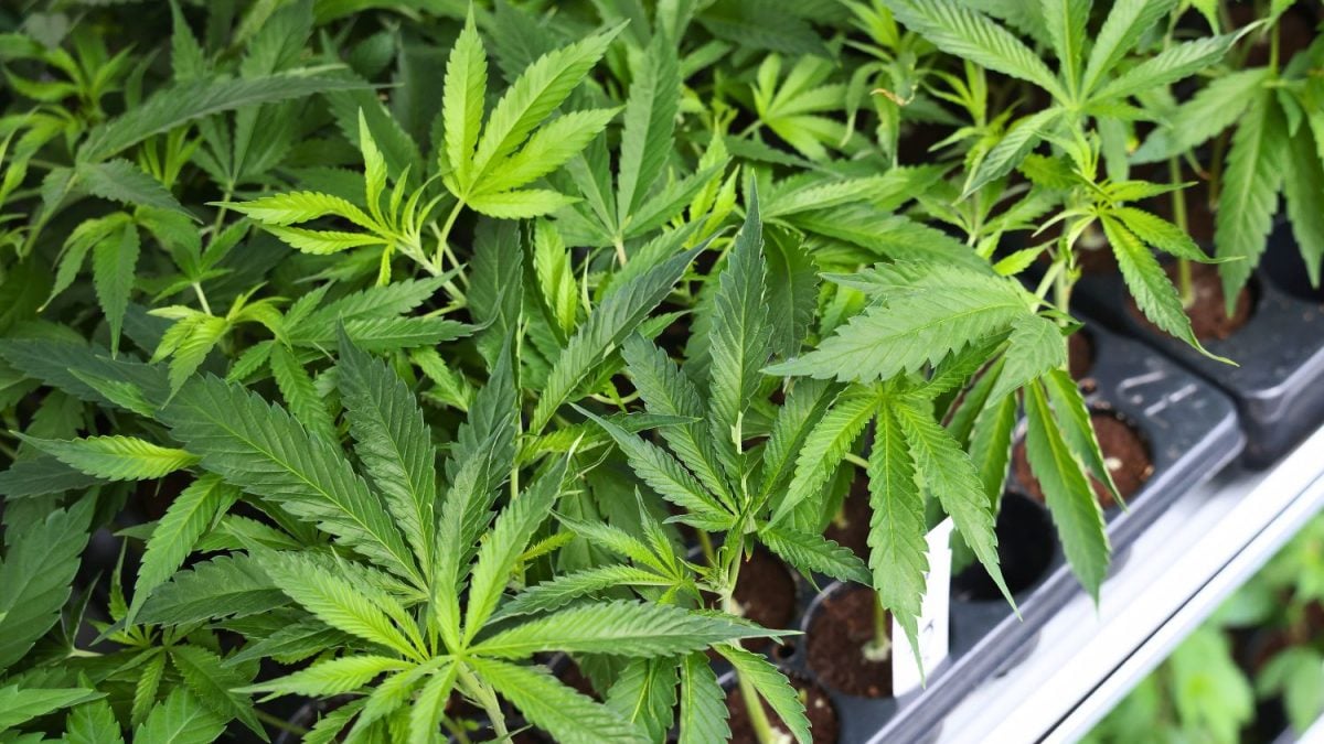 Europa Vira Mercado Atrativo para Gigantes Americanas da Cannabis