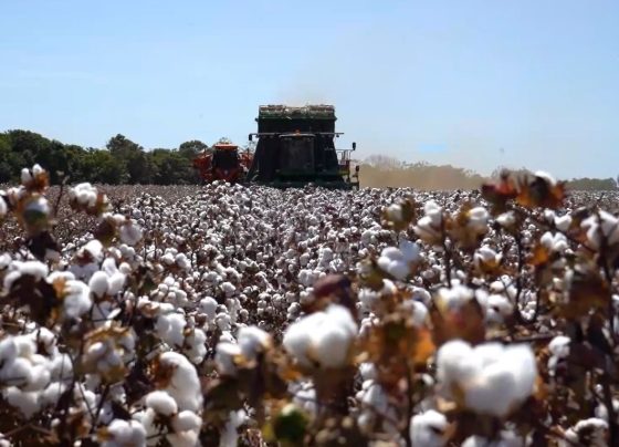algodão pluma senar transforma foto israel baumann canal rural mato grosso4