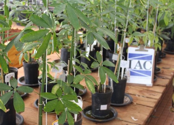 Mudas de paineira utilizadas em estudo com compostos organicos