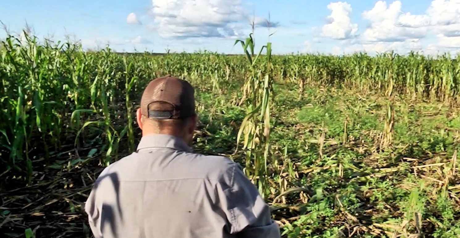 Invasão de porcos selvagens ameaçam o milho em Mato Grosso
