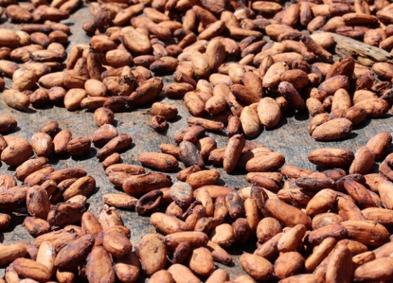 Sementes de cacau de Tomé-Açu