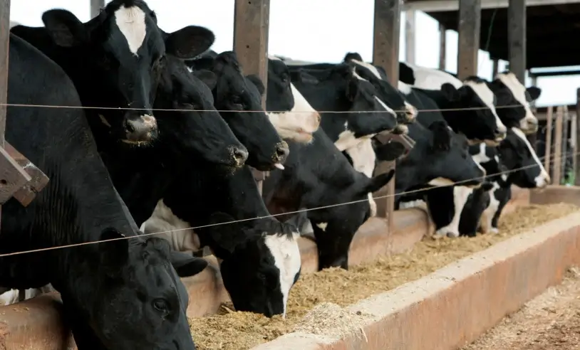 Melhoramento genético aumenta produtividade da pecuária leiteira em Rondônia