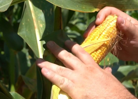 produ&ccedil;&atilde;o de milho rond&ocirc;nia m&aacute;xima consultoria foto israel baumann canal rural mato grosso1