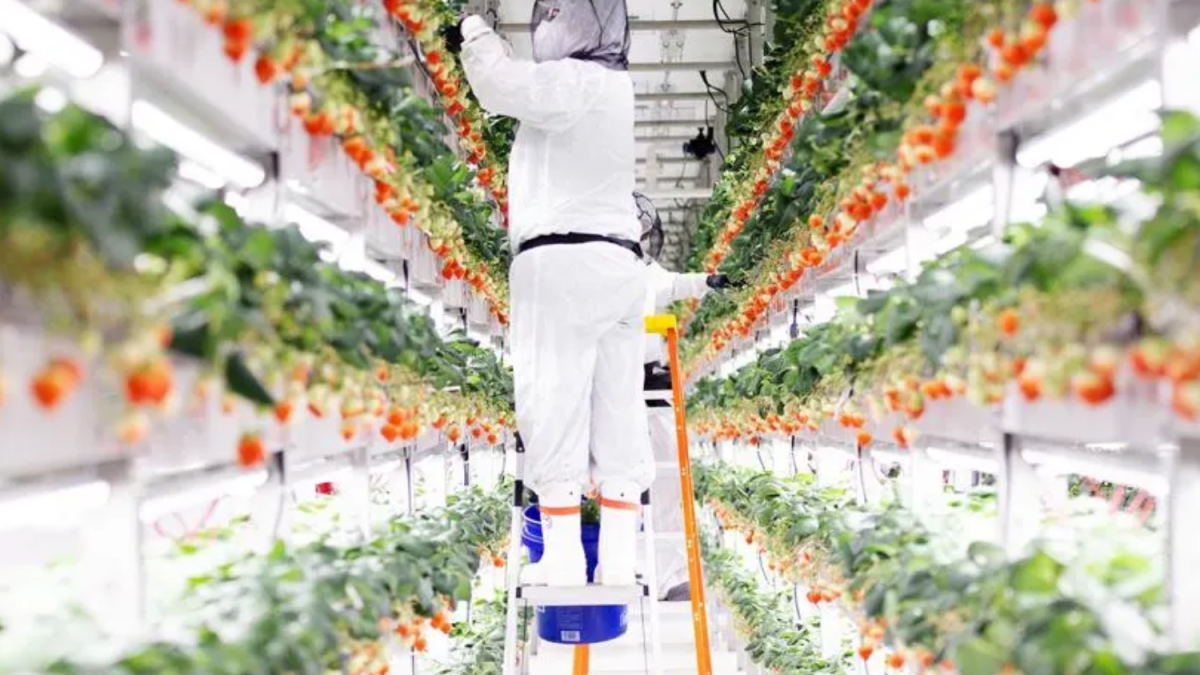 Morangos Cultivados com Robôs Ganham Escala nos EUA — e São Incríveis