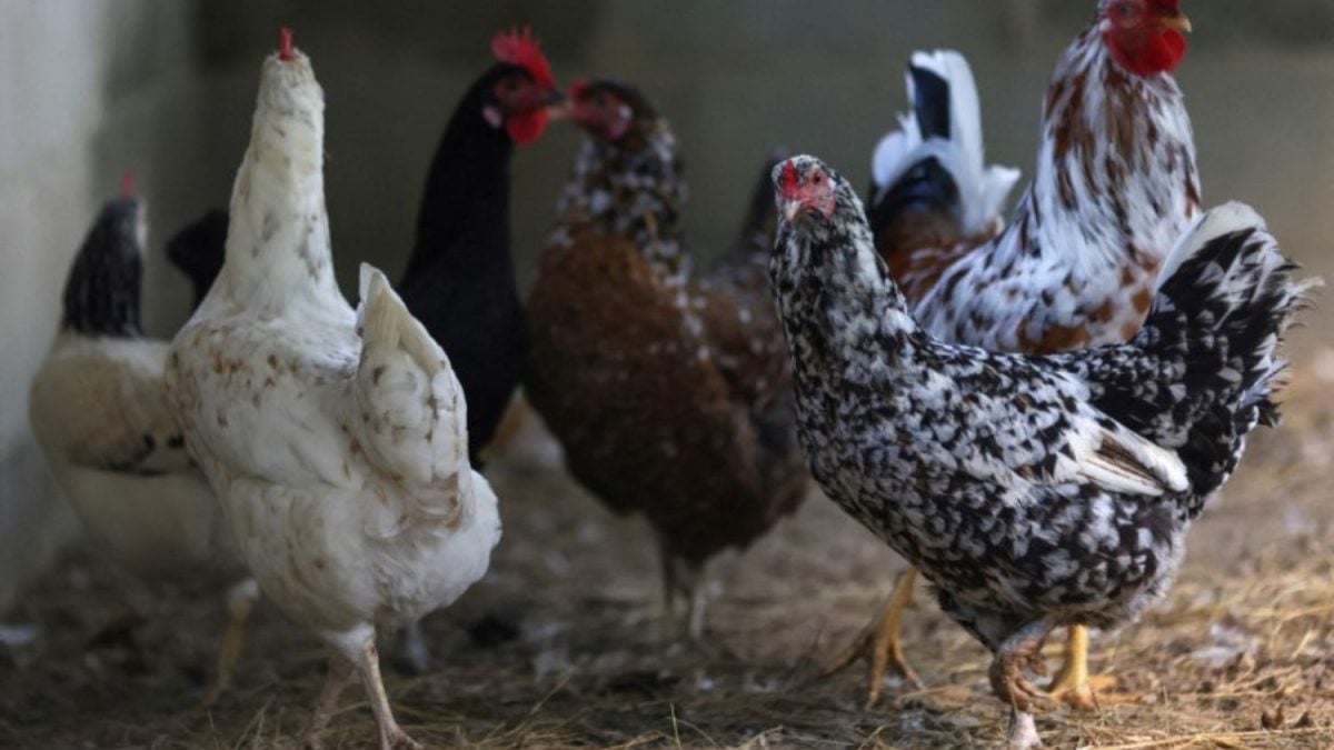 Países Suspendem Importações de Carne de Frango do Brasil