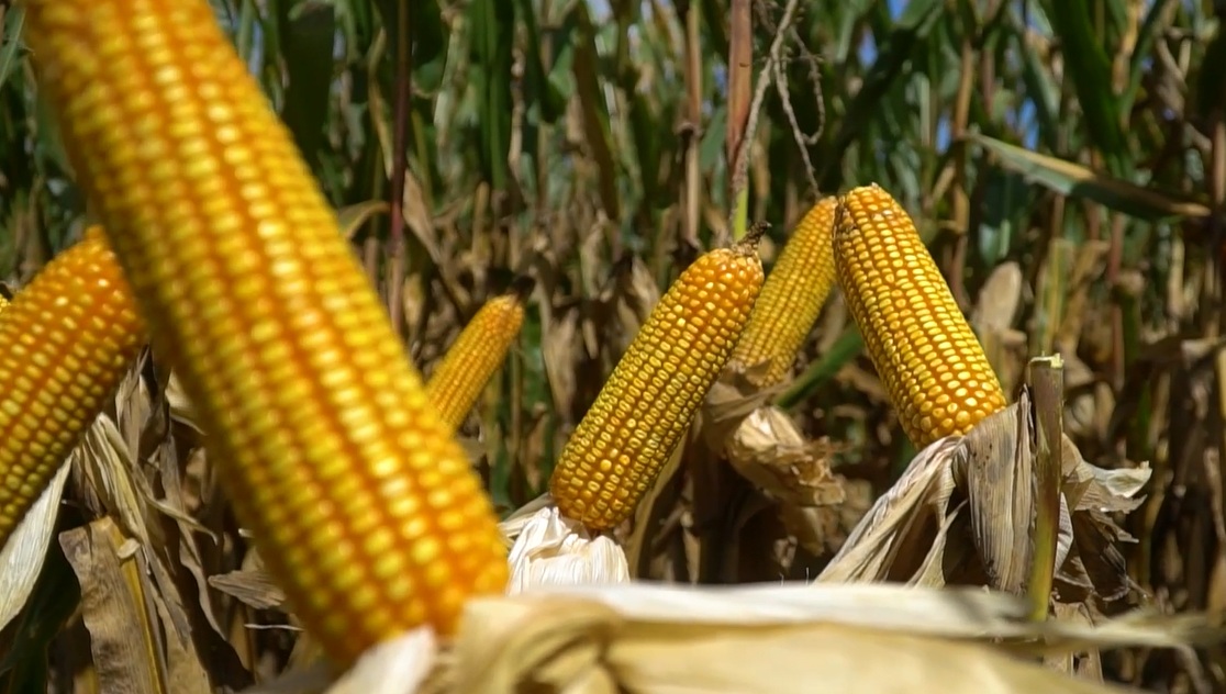 Produtores negociam 45,04% do milho 24/25 em Mato Grosso