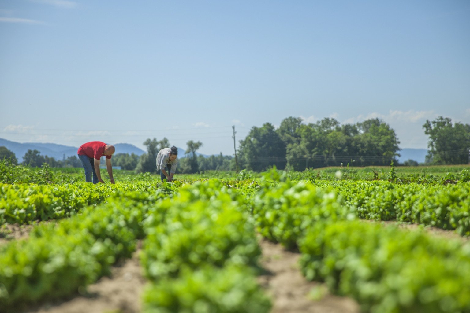 Qual o segredo para vender mais no campo?   