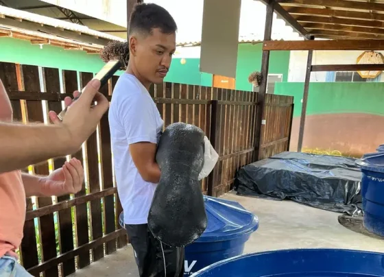 Filhote de peixe-boi-da-Amazônia