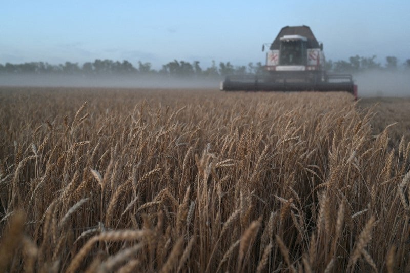 Rússia Deve Exportar Mais Trigo Nesta Temporada