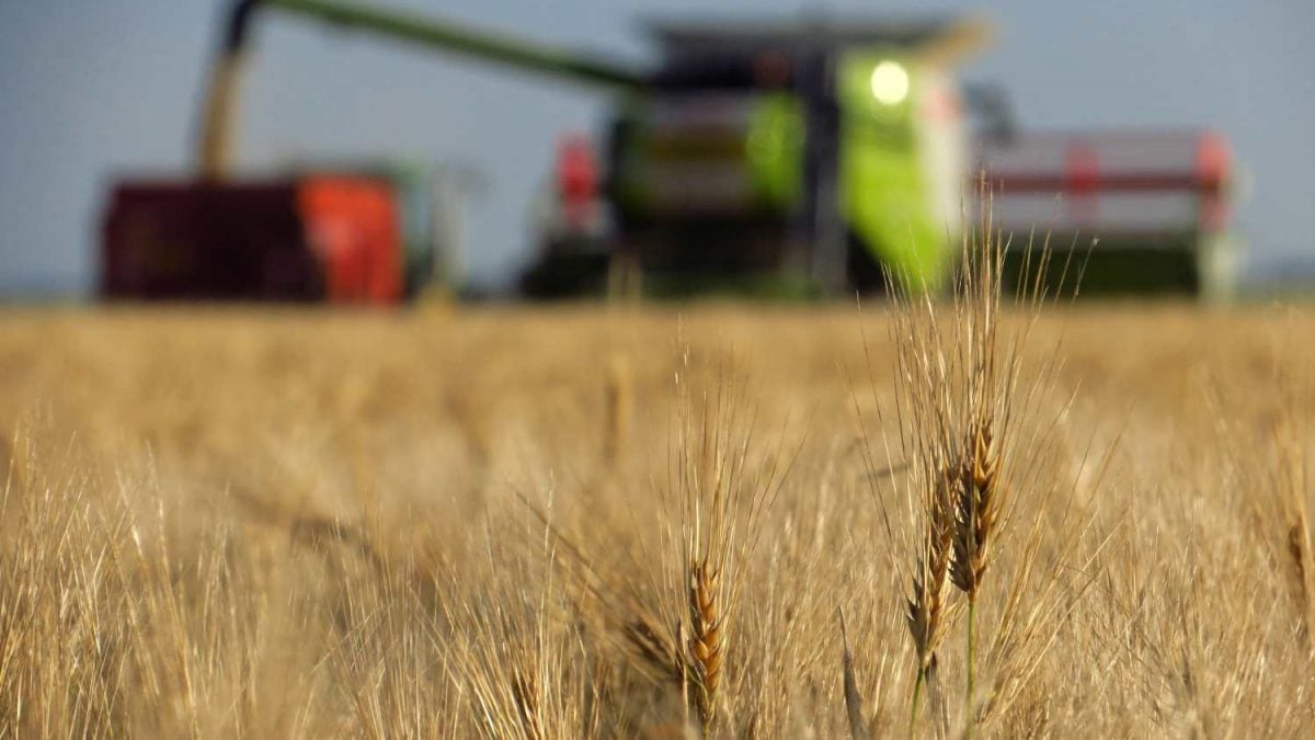 Strategie Grains Eleva Previsão de Safra de Trigo e Cevada na UE