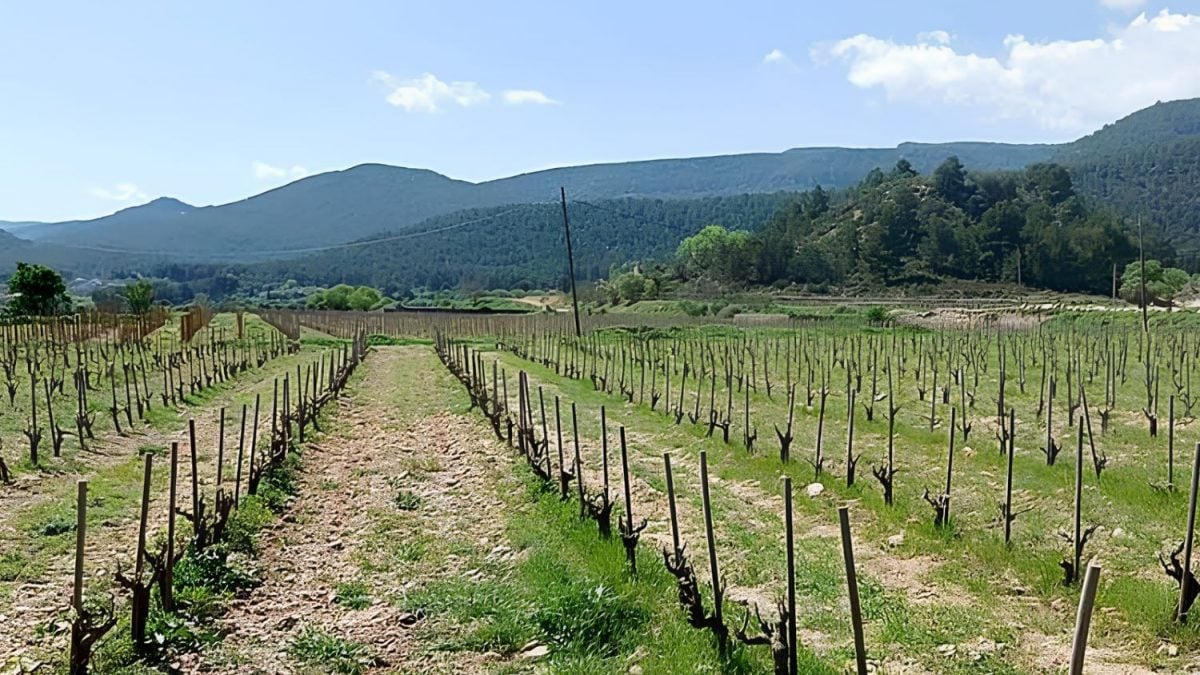Uva Trepat Impulsiona o Renascimento dos Vinhos Tranquilos na Catalunha
