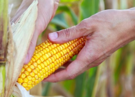 mais milho inpasa etanol de milho foto leandro balbino canal rural mato grosso4