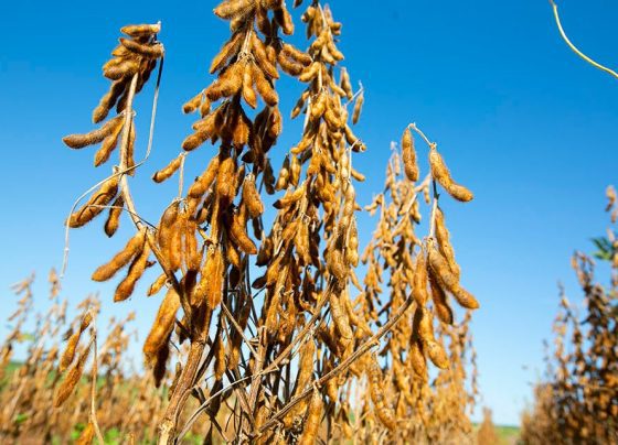 Novas cultivares de soja lançadas pela Embrapa