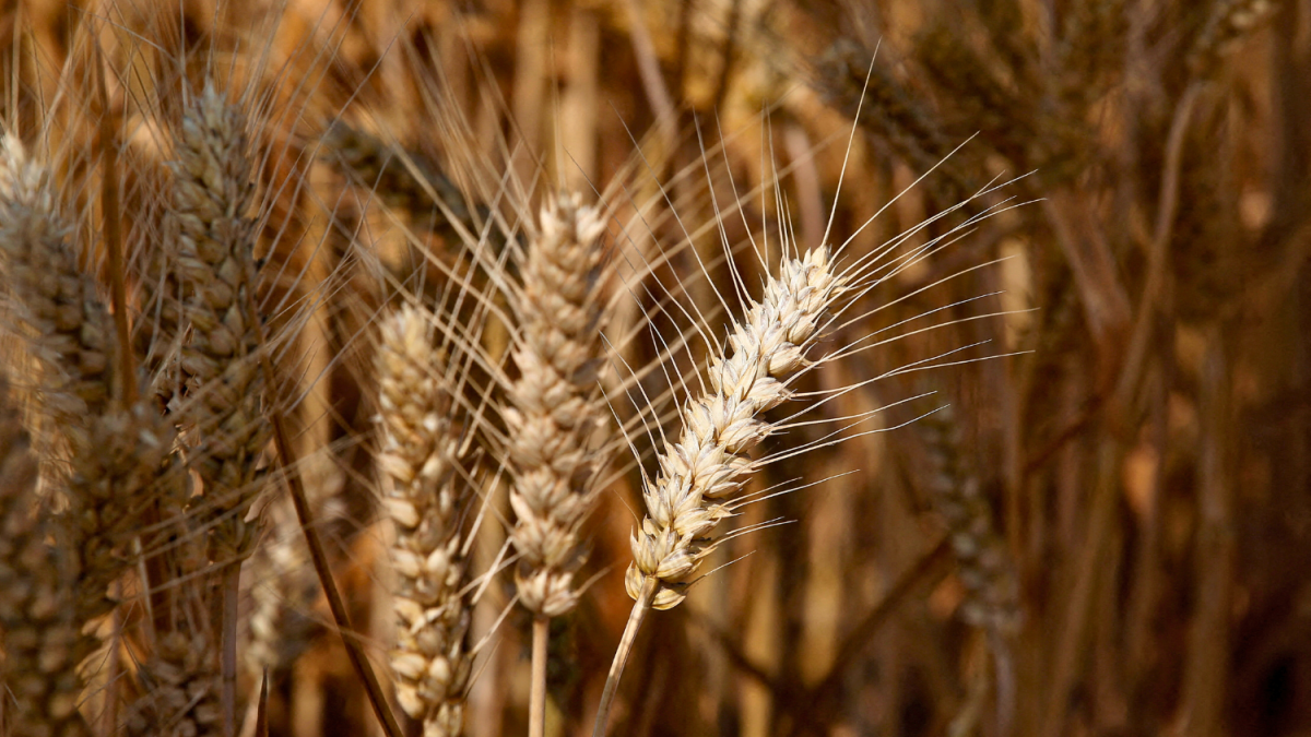 China Aprova Fusão Bunge-viterra, um Mega-negócio de US$ 34 Bilhões