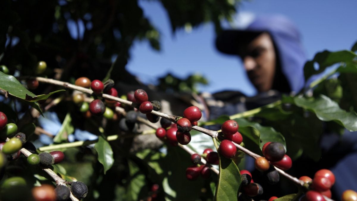 Colheita de Café do Brasil Atinge 35%, Enquanto Chuvas Reduzem Ritmo