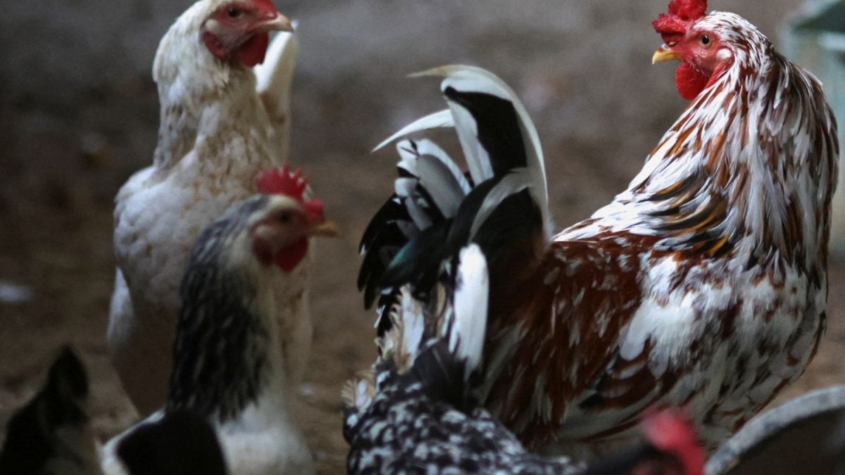 Com Gripe Aviária, Exportação de Carne de Frango do Brasil Cai 25%