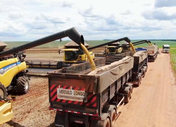 colheita soja milho foto pedro silvestre canal rural mato grosso